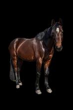 Kees ! Een prachtige 8-jarige ruin, 1.62 m, Met stamboom, Ruin, 7 tot 10 jaar, 160 tot 165 cm