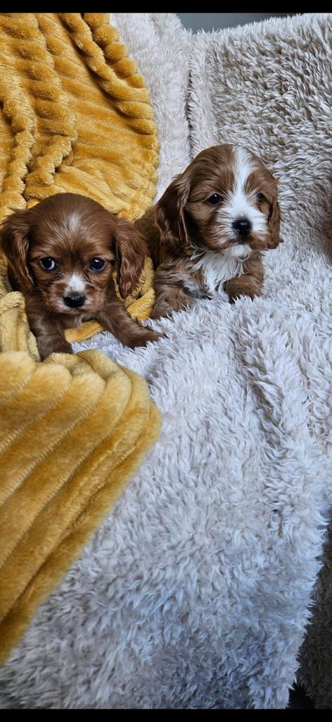 Maltipoo / cavapoo pups boomer, Dieren en Toebehoren, Overige rassen, 8 tot 15 weken, Meerdere, Meerdere dieren