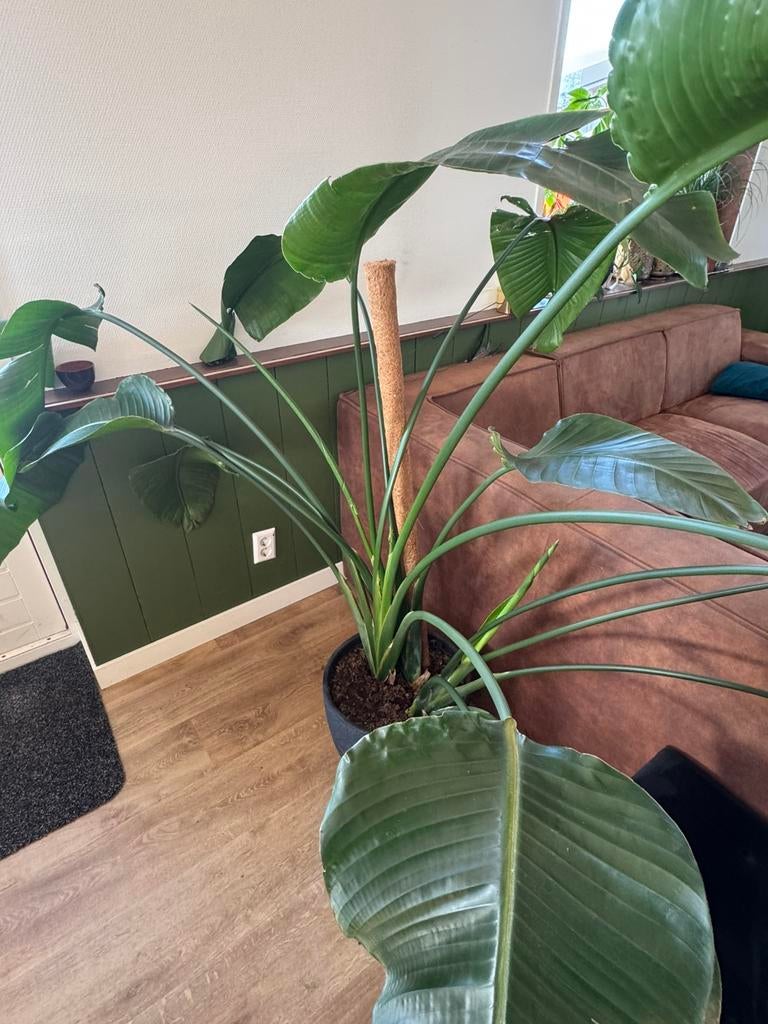 Grote Strelitzia nicolai (Paradijsvogelplant), Ophalen, Overige soorten, In pot, 150 tot 200 cm