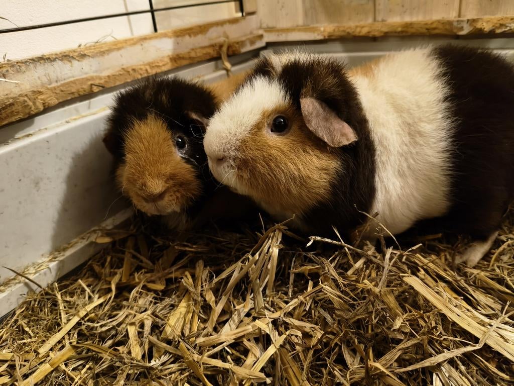 Us Teddy cavia, cavias, Dieren en Toebehoren, Cavia, Mannelijk, Tam, Oktober