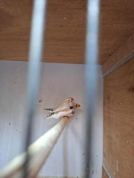 6 zebravinken mannen, Dieren en Toebehoren, Mannelijk, Tropenvogel, Geringd