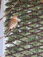 Ruilen mutanten sijs pop ., Vrouwelijk, Geringd