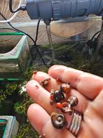 Posthoornslakken, Overige soorten