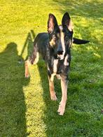 Soul, duitse herder reu gec 2 jaar, Particulier, Reu, 1 tot 2 jaar, Buitenland