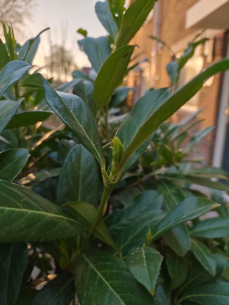 Rotundifolia gratis, Ophalen, Volle zon