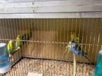 Diverse Vogels tekoop., Meerdere dieren, Parkiet