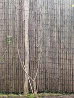 Vijgen boom, Ophalen, Minder dan 100 cm, Vijgenboom