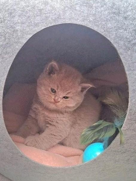 Al deze beautys hebben  een gouden mandje gevonden, Meerdere dieren, Gechipt, 0 tot 2 jaar