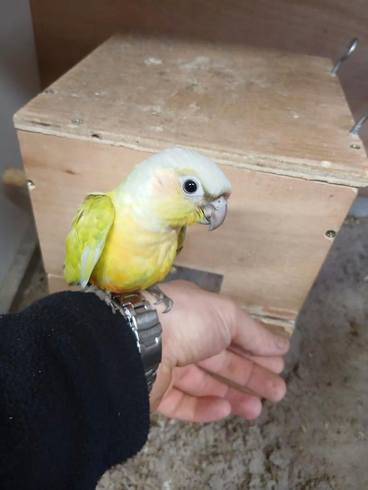 2 x handtamme pyrrhura’s, Dieren en Toebehoren, Vogels | Parkieten en Papegaaien, Parkiet, Meerdere dieren