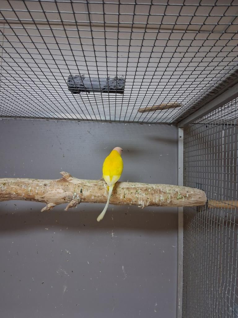 Mooi koppel pruimekop parkieten split lutino x lutino, Meerdere dieren, Parkiet