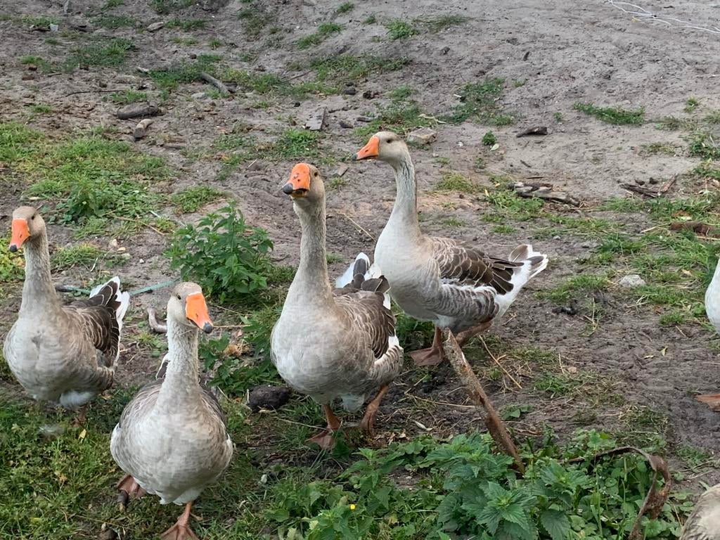 Broedeieren Toulouse Ganzen, Dieren en Toebehoren, Pluimvee, Geslacht onbekend, Gans of Zwaan