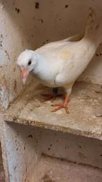 Jonge postduif geringd met bewijs, Mannelijk, Postduif