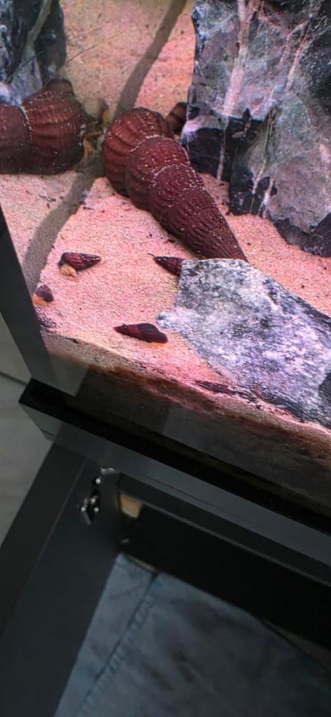 sulawesi slak, Dieren en Toebehoren, Slak of Weekdier