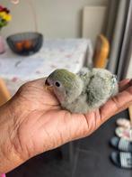 Baby agapornis, Dieren en Toebehoren, Vogels | Parkieten en Papegaaien, Geslacht onbekend, Dwergpapegaai of Agapornis, Tam