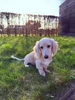 Langharige (red) cream dwergteckel pups, België, Particulier, 15 weken tot 1 jaar, Reu