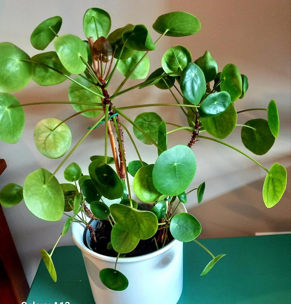 Grote Pannenkoekenplant (Pilea Peperomioides), Huis en Inrichting, Kamerplanten, Ophalen, Halfschaduw, Minder dan 100 cm
