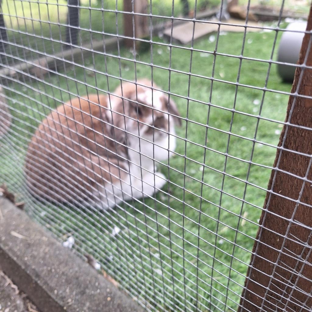 3 konijnen, Dieren en Toebehoren, Konijnen, Meerdere dieren