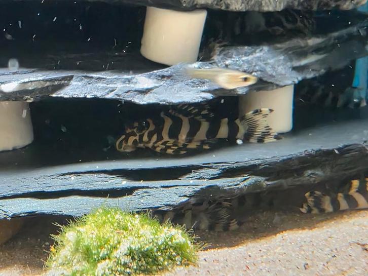 L134 pleco's!, Dieren en Toebehoren, Vissen | Aquariumvissen, Vis