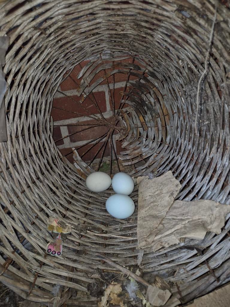 Araucana kip ., Dieren en Toebehoren, Pluimvee, Vrouwelijk, Kip