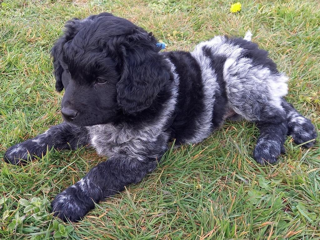 Friese stabij pups te koop, Dieren en Toebehoren, Februari, Meerdere dieren