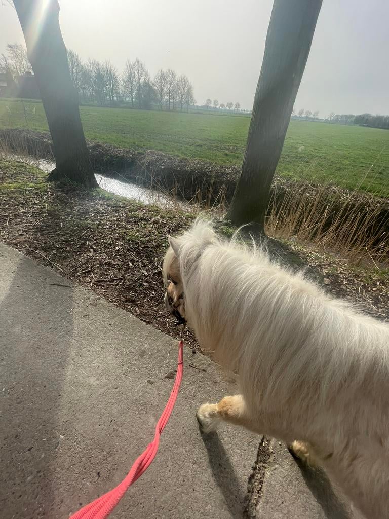 Buitenrit? Gezocht, Dieren en Toebehoren, Ophalen, Overige soorten