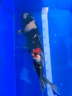 Japanse koi, Karper of Koi