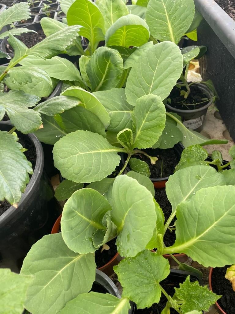 Moestuinplanten, Tuin en Terras, Planten | Tuinplanten, Ophalen, Eenjarig, Overige soorten, Volle zon