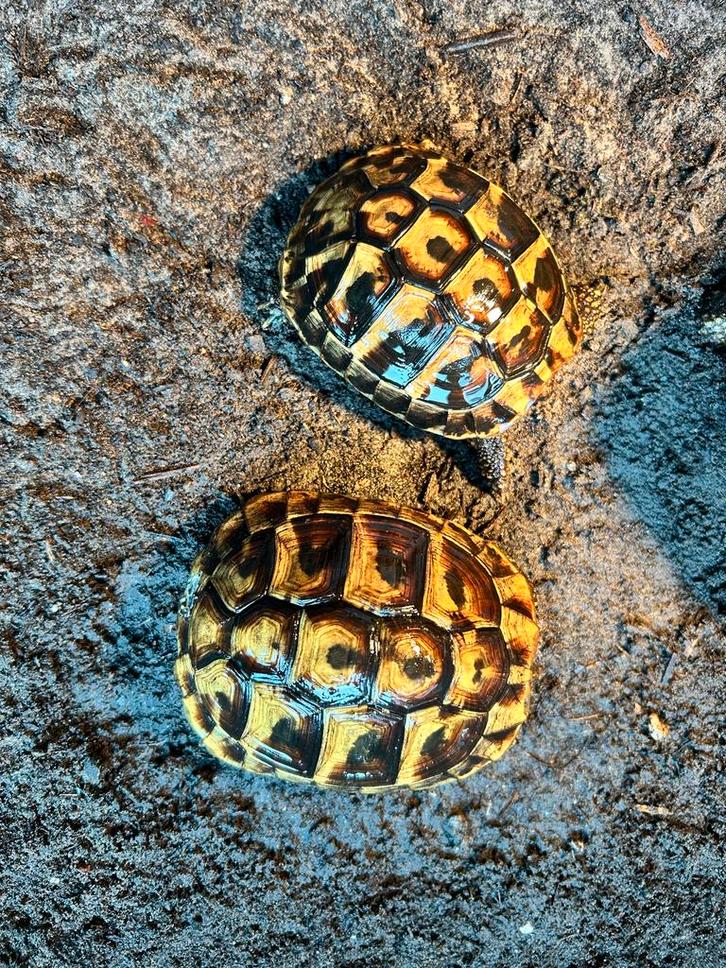 Testudo hermanni boettgeri Tortoise - female for sale from M