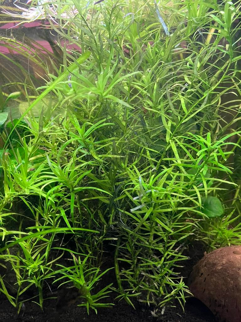 Heteranthera zosterifolia sterrenkruid, Dieren en Toebehoren, Ophalen, Zo goed als nieuw, Plant(en), Steen of Hout