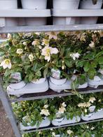 Helleborus niger, Ophalen, Overige soorten, Volle zon