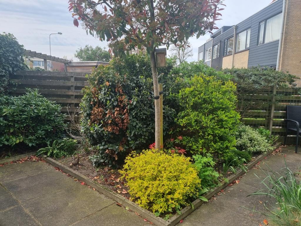 Verschillende planten en boompje gratis uitgraven., Ophalen