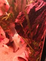 Prachtige Maanvis vrouw, Dieren en Toebehoren, Vissen | Aquariumvissen, Vis