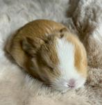 Prachtige Minilop konijntjes -> eventueel met stamboom, Dieren en Toebehoren, Konijnen, Meerdere dieren, Dwerg, Hangoor, 0 tot 2 jaar