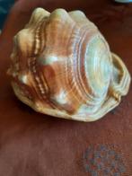 Grote hoornslak schelp Cassis Rufa, Verzenden, Schelp(en)