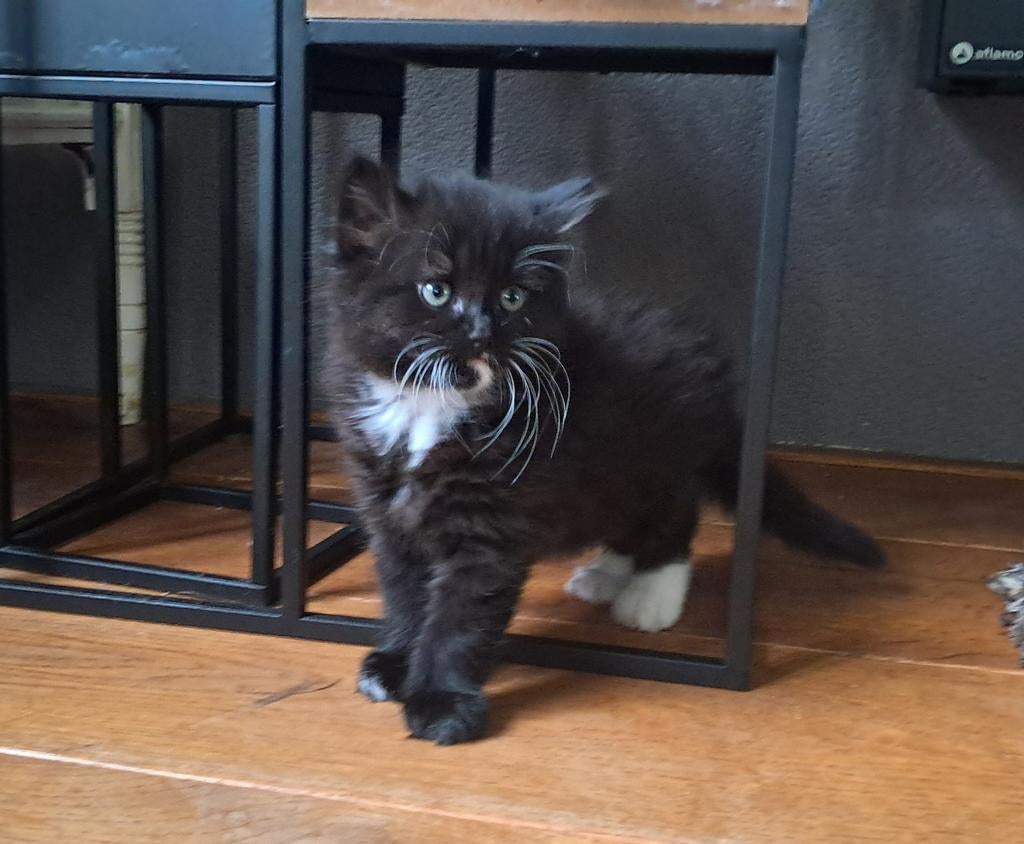 Kitten kater/poes - mag weg vanaf 8 weken, Dieren en Toebehoren, Katten en Kittens | Overige Katten, Geslacht onbekend, Langharig