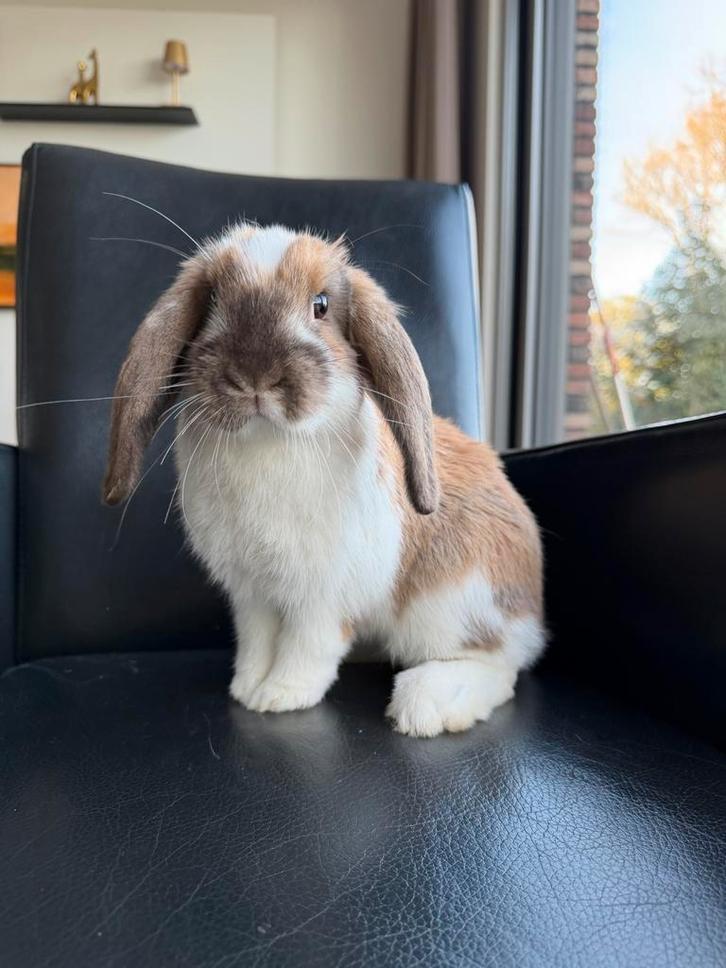Konijnen, Dieren en Toebehoren, Konijnen, Dwerg, Meerdere dieren, Hangoor