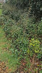 Olijfwilg, Ophalen of Verzenden, Overige soorten, 100 tot 250 cm