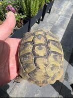 Testudo hermanni boetgerie, Schildpad, 3 tot 6 jaar