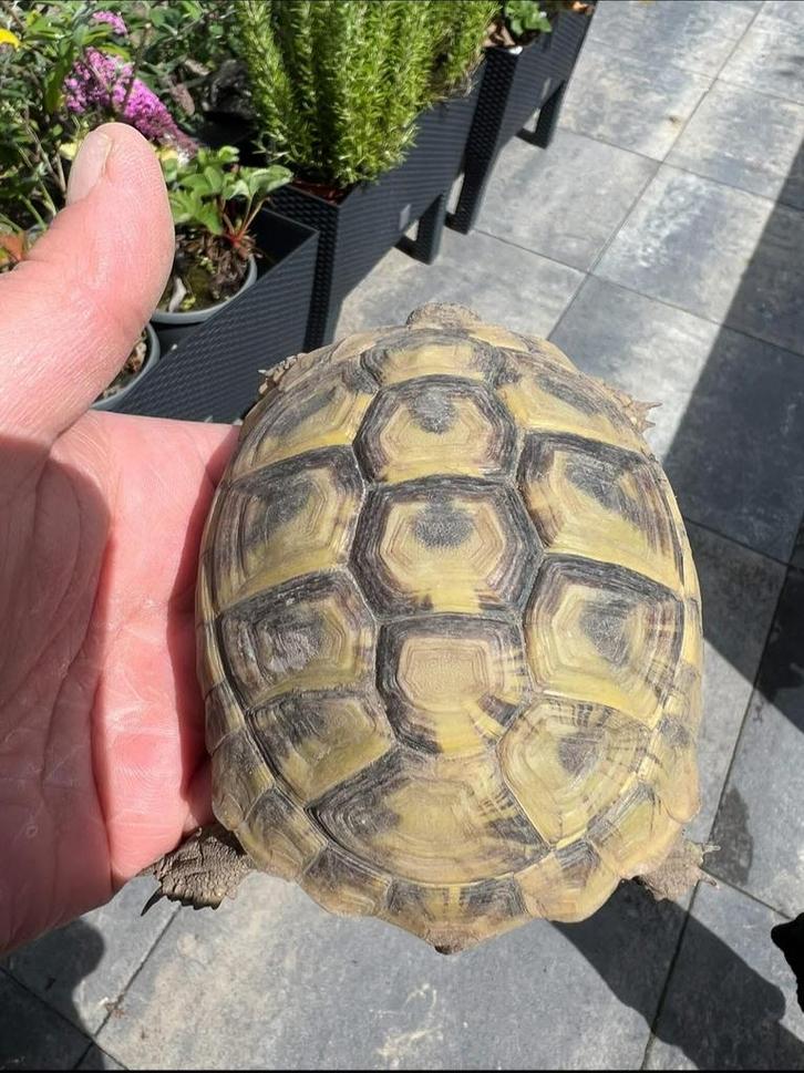 Testudo hermanni boetgerie Tortoise - unknown for sale from BLOSSOM