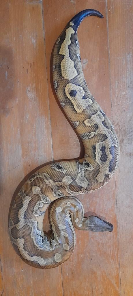 2 brongersmai mannen, Dieren en Toebehoren, Reptielen en Amfibieën, Slang, 0 tot 2 jaar