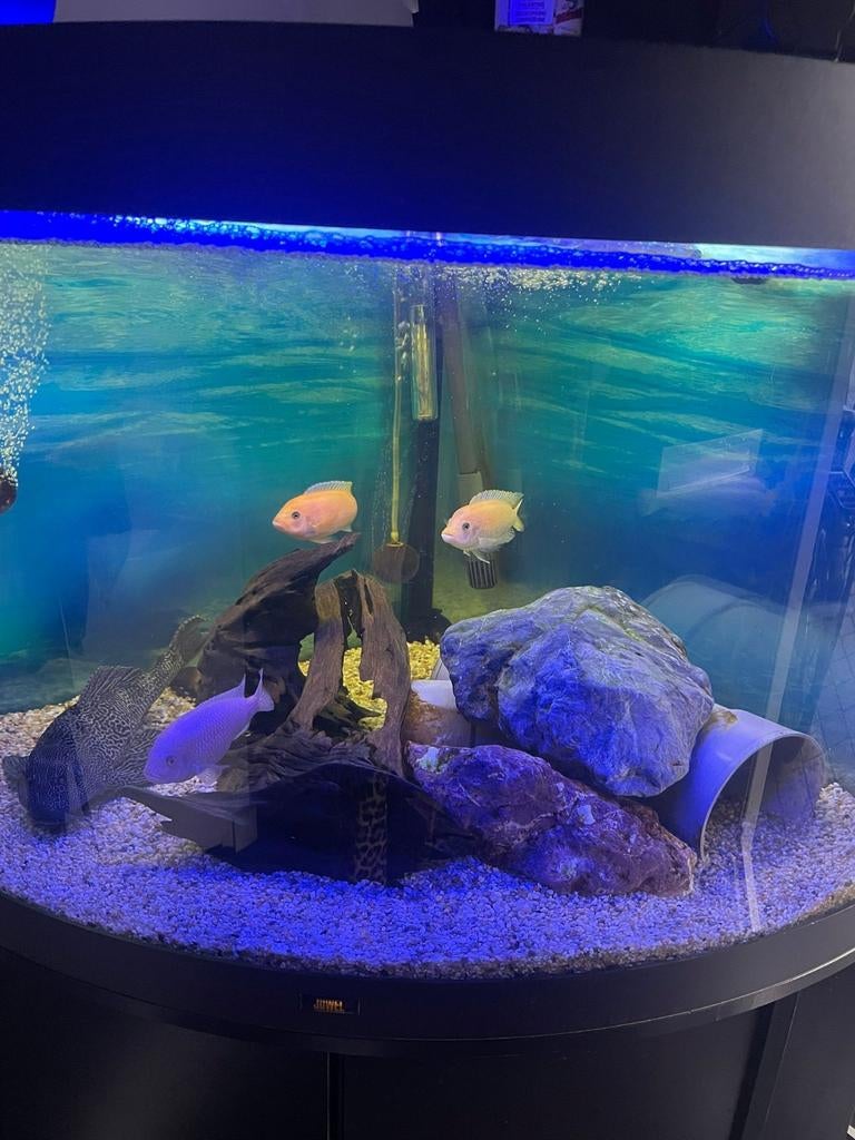 Juwel Trigion 190 aquarium - zwart - complete set, Ophalen, Gebruikt, Inclusief vissen, Gevuld zoetwateraquarium