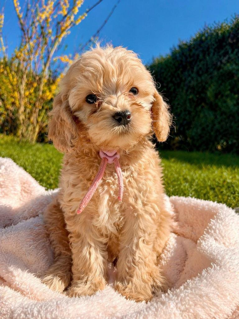 Huiskamernest cockapoo puppy’s zwart/merle/golden/blond, Dieren en Toebehoren, Overige rassen, 8 tot 15 weken, Parvo, Meerdere