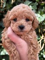 Mini Labradoodle pups, mini doodle pups teefje mag verhuizen, Dieren en Toebehoren, Parvo, Overige rassen, 8 tot 15 weken, Meerdere