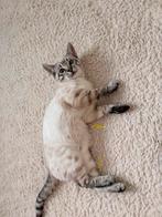 Bengaalse Lia🩷  ( 4 maandjes ) zoekt een liefdevolle huisje, Dieren en Toebehoren, Katten en Kittens | Overige Katten, Poes, Kortharig