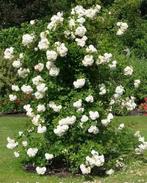 Roos Klimroos Plant Tuin, Tuin en Terras, Ophalen, Overige soorten, 100 tot 250 cm