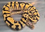 Python regius pastel yb amur desert ghost man, Dieren en Toebehoren, Reptielen en Amfibieën, Slang