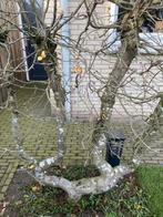 Boom, Ophalen, Bloeit niet, Volle zon, Overige soorten