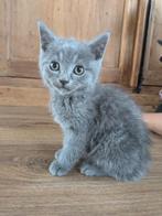 Prachtige Britse korthaar kittens te koop!, Dieren en Toebehoren, Meerdere dieren, Ontwormd, 0 tot 2 jaar
