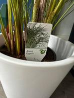 Grote Areca Palm (1,5m) in Pot, Ophalen, Palm, Halfschaduw, In pot