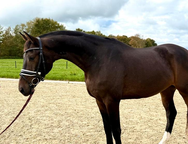 Mooie goed bewegende 3 jarige ruin - lagere prijsklasse, Dieren en Toebehoren, Paarden, Ruin, Zadelmak, 170 tot 175 cm, 3 tot 6 jaar